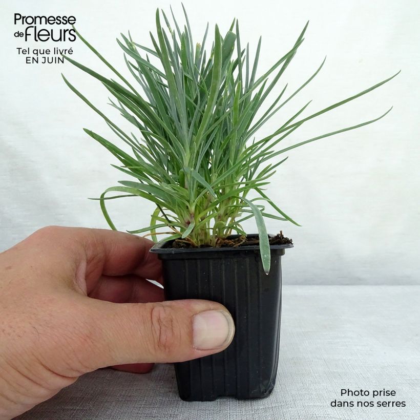 Spécimen de Dianthus plumarius Moulin Rouge (Pink Bicolour) - Oeillet mignardise Godet de 7/8 cm tel que livré en été