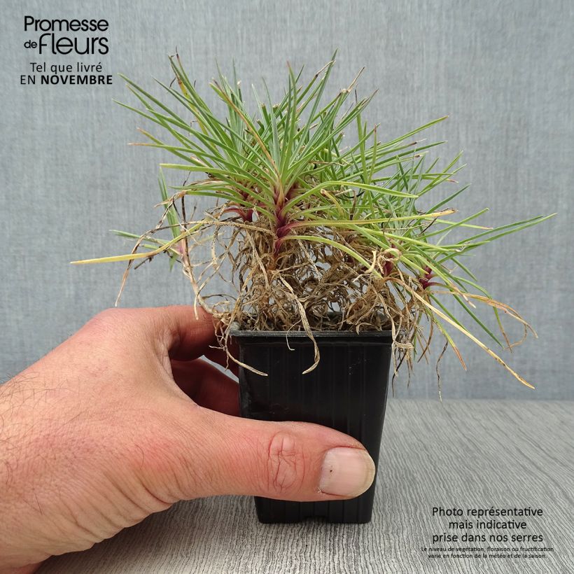 Spécimen de Dianthus plumarius Moulin Rouge (Pink Bicolour) - Oeillet mignardise tel que livré en automne