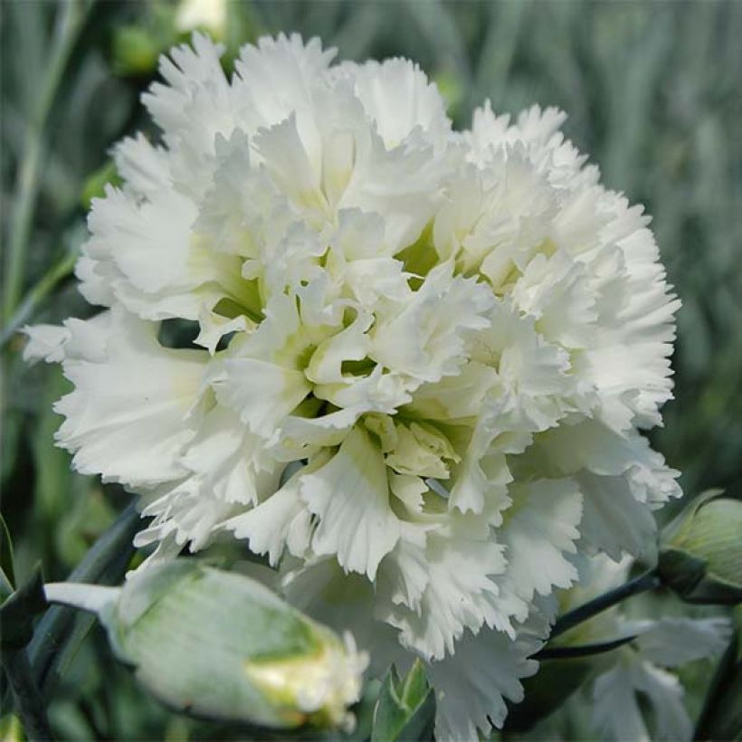 Dianthus plumarius Mrs Sinkins - Oeillet mignardise. (Floraison)