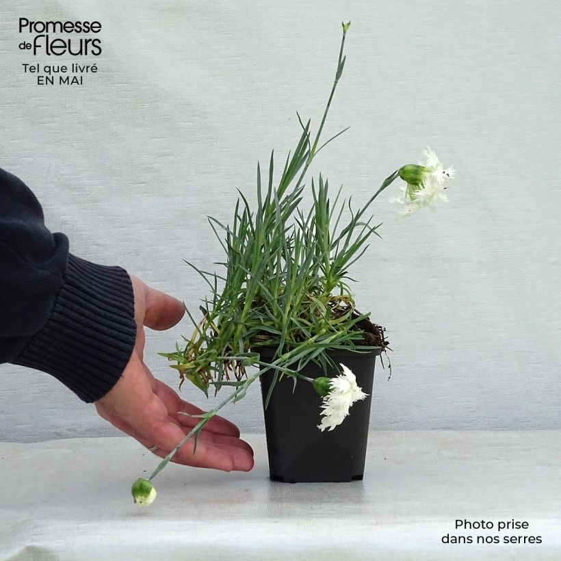 Spécimen de Dianthus plumarius Mrs Sinkins - Oeillet mignardise. Godet de 8 cm tel que livré au printemps