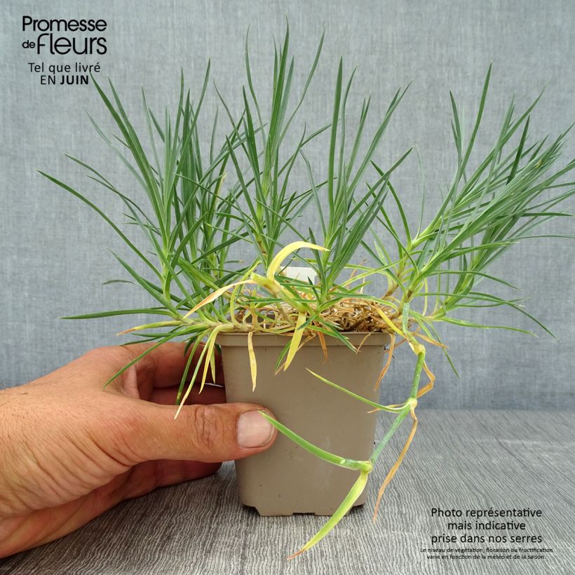Spécimen de Dianthus plumarius Mrs Sinkins - Oeillet mignardise. Godet de 8/9 cm tel que livré en été