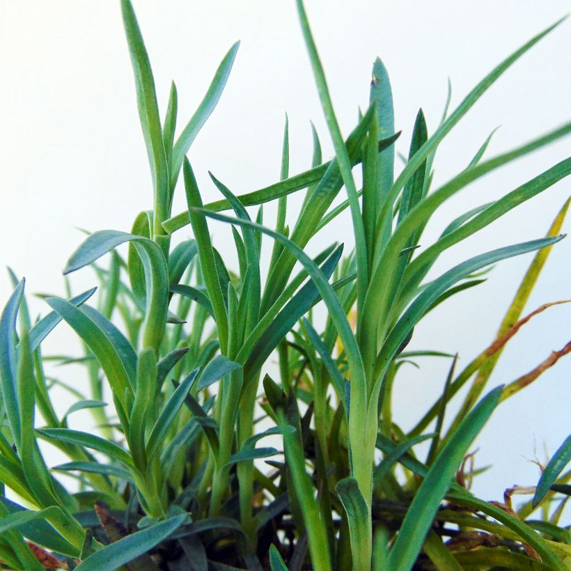 Dianthus plumarius Mrs Sinkins - Oeillet mignardise. (Feuillage)