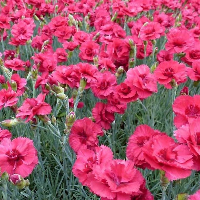 Dianthus plumarius Munot -Oeillet mignardise (Floraison)