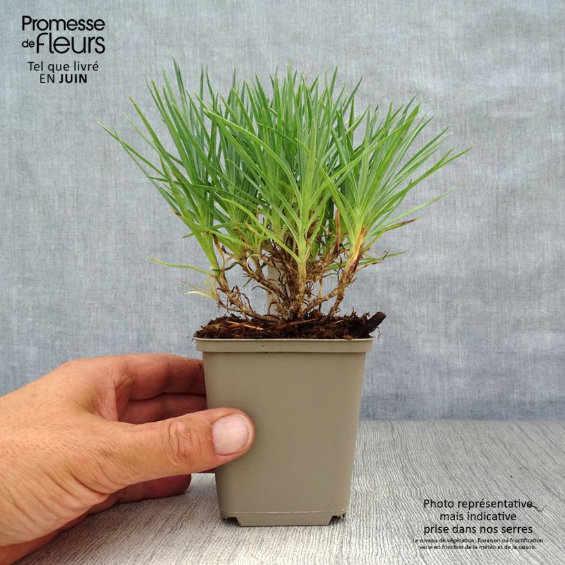 Spécimen de Dianthus plumarius Munot -Oeillet mignardise Godet de 8/9 cm tel que livré en été