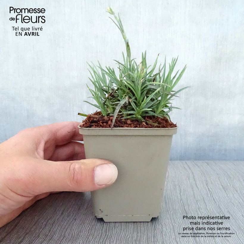 Spécimen de Dianthus plumarius Munot -Oeillet mignardise Godet de 8/9 cm tel que livré au printemps