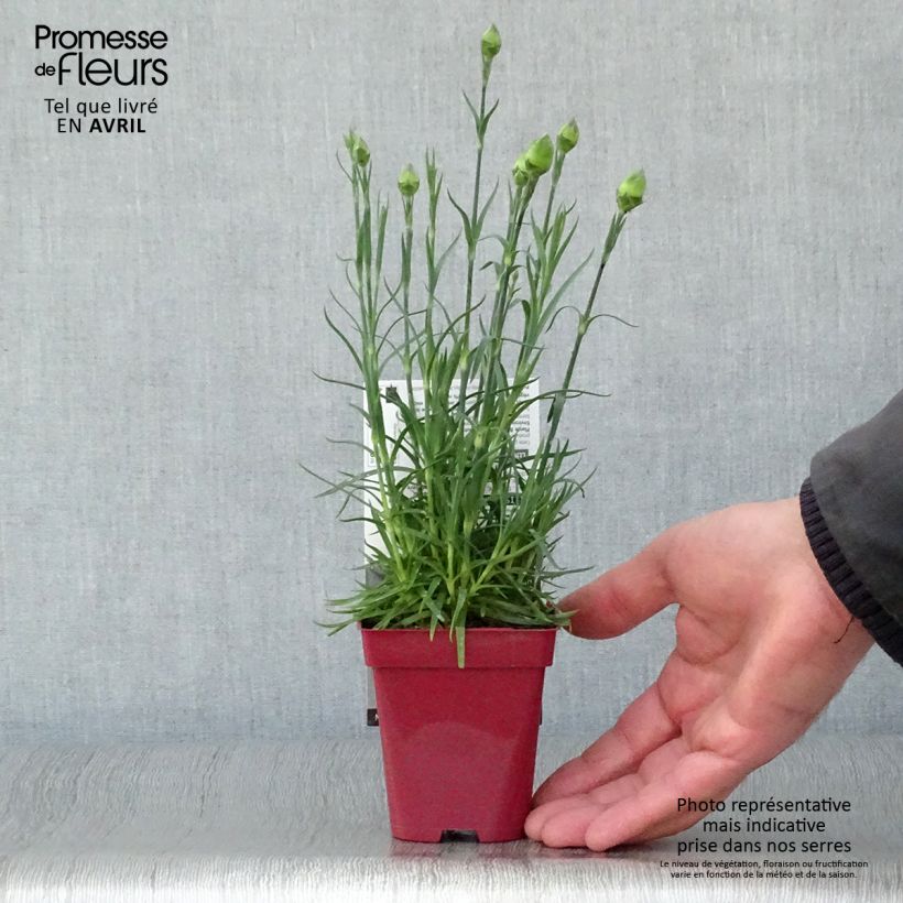 Spécimen de Dianthus plumarius Passion Hot Red - Œillet mignardise en godet de 8cm tel que livré au printemps