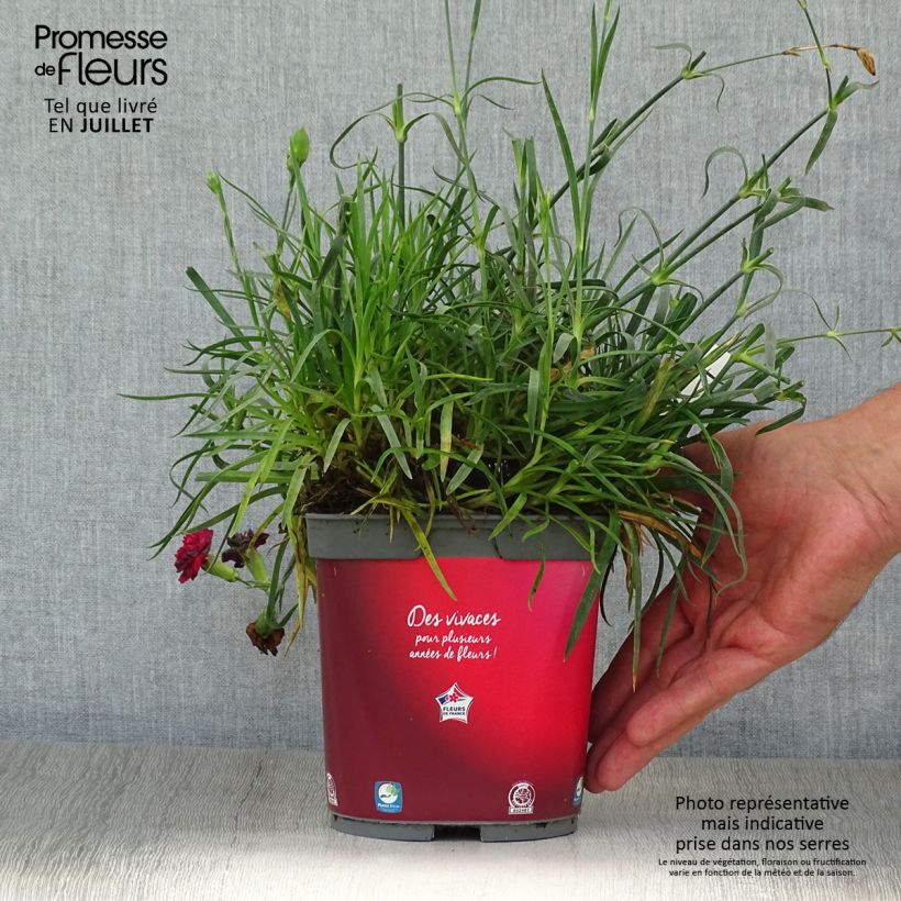 Spécimen de Dianthus plumarius Passion Hot Red - Œillet mignardise Pot de 2L/3L tel que livré en été