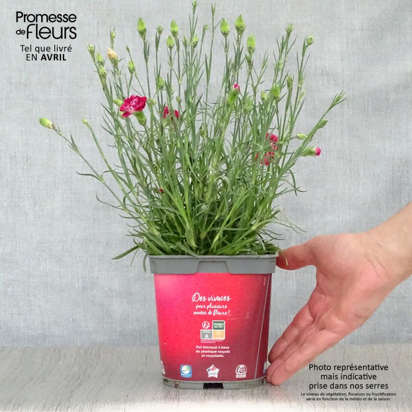 Spécimen de Dianthus plumarius Passion Hot Red - Œillet mignardise en pot de 2/3 litres tel que livré au printemps
