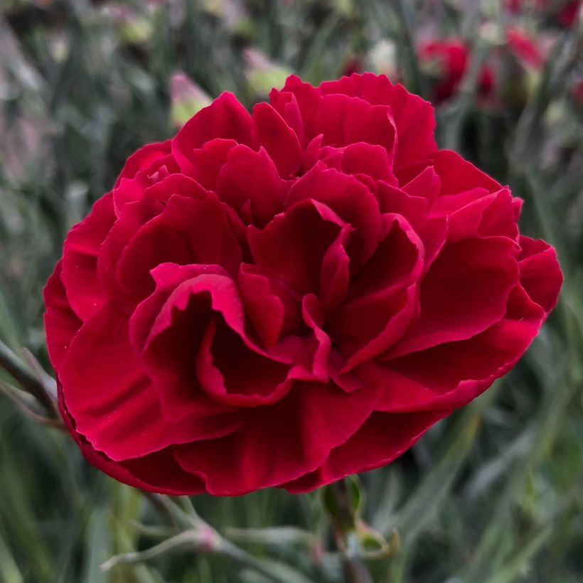 Dianthus plumarius Passion Hot Red - Œillet mignardise (Floraison)