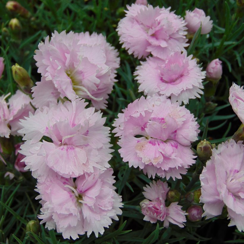 Dianthus plumarius Pike's Pink - Oeillet mignardise rose (Floraison)