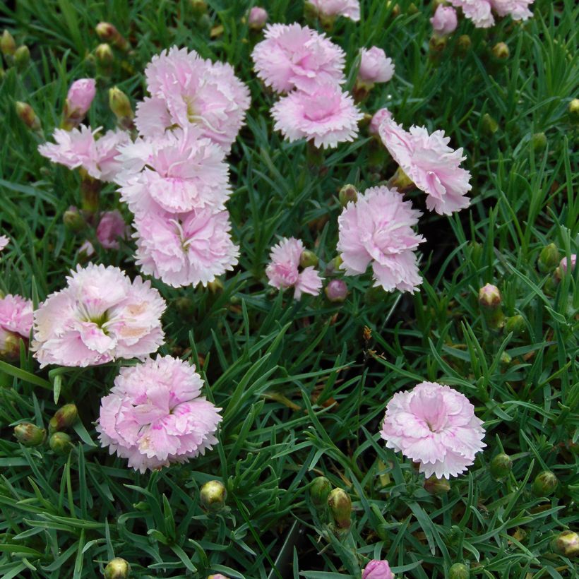 Dianthus plumarius Pike's Pink - Oeillet mignardise rose (Port)