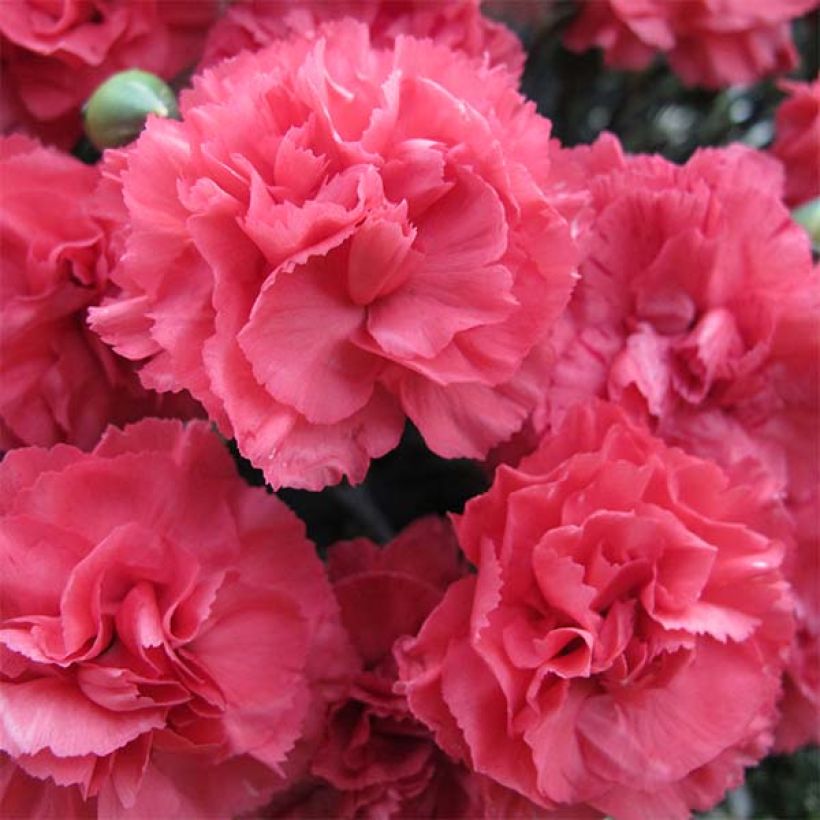 Dianthus plumarius Pretty Flamingo -  Oeillet mignardise  (Floraison)