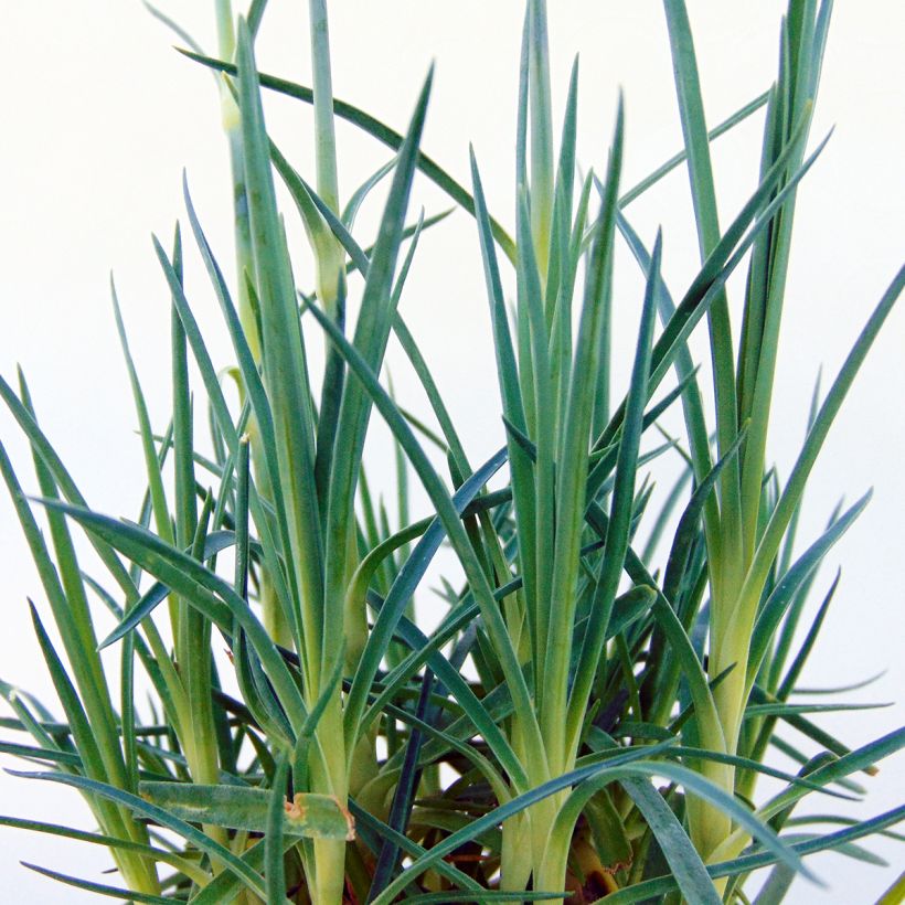 Dianthus plumarius Pretty Flamingo -  Oeillet mignardise  (Feuillage)