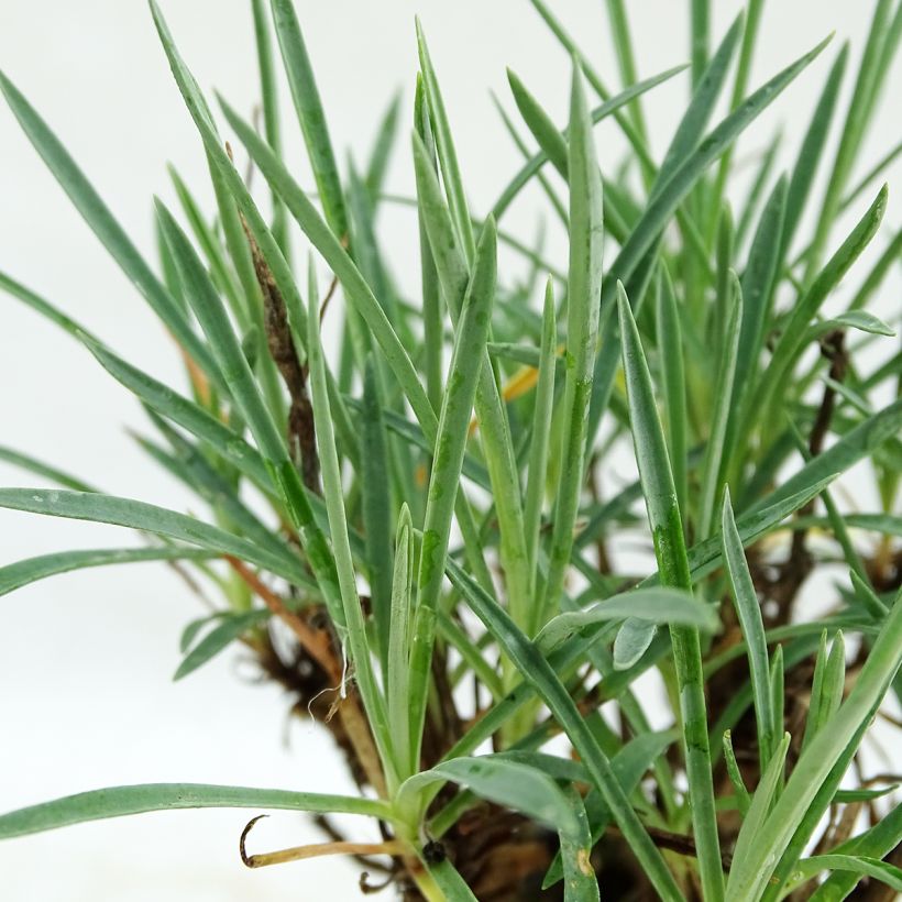 Dianthus plumarius Scent First Coconut Sundae - Oeillet mignardise (Feuillage)