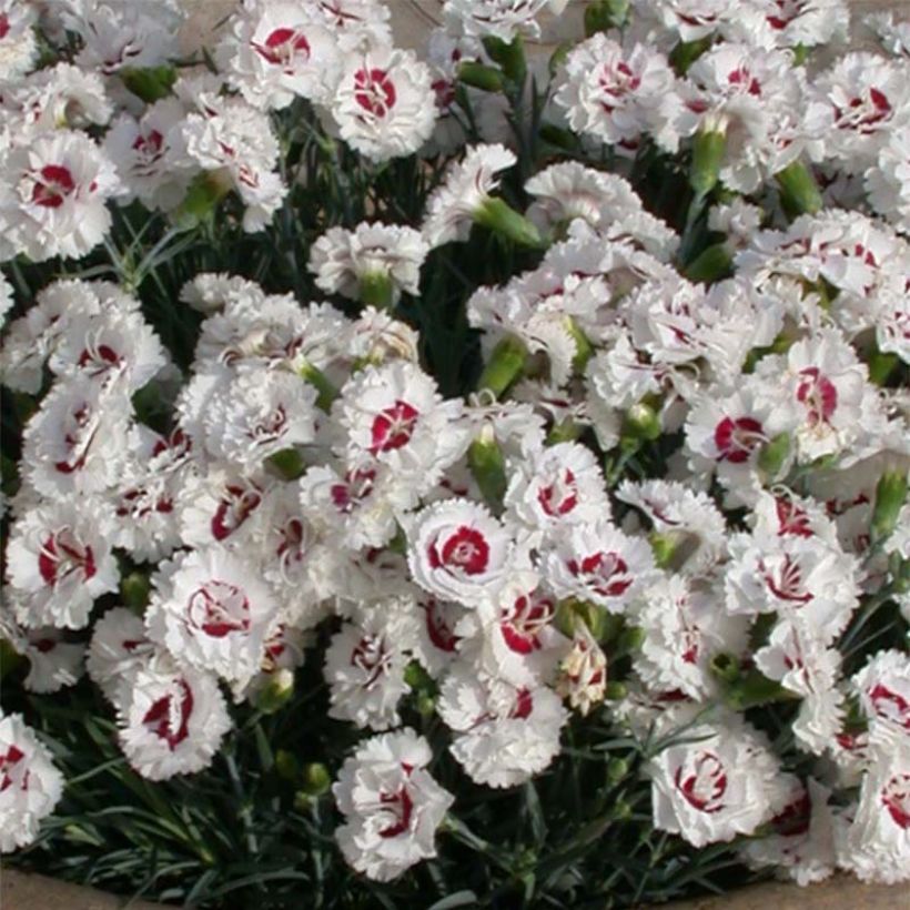 Dianthus plumarius Scent First Coconut Sundae - Oeillet mignardise (Floraison)