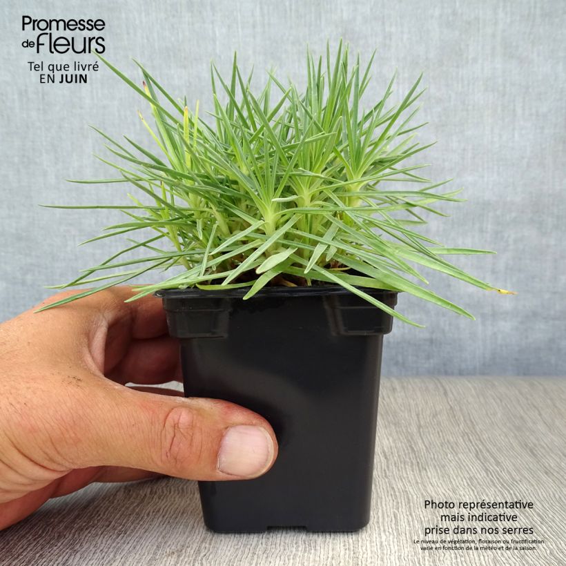 Spécimen de Dianthus plumarius Scent First Iced Gem - Oeillet mignardise Godet de 7/8 cm tel que livré en été