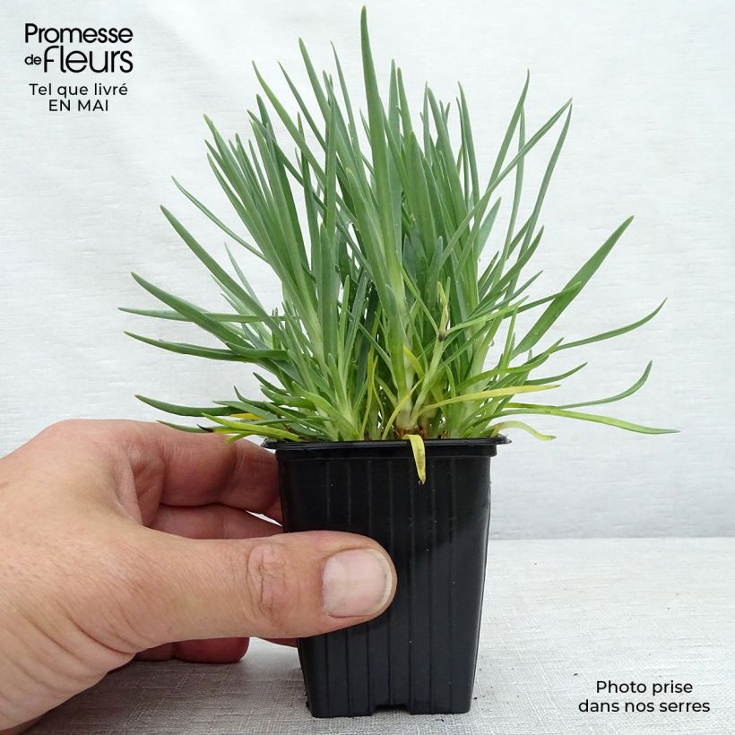 Spécimen de Dianthus plumarius Scent First Iced Gem - Oeillet mignardise en godet de 9 cm tel que livré au printemps