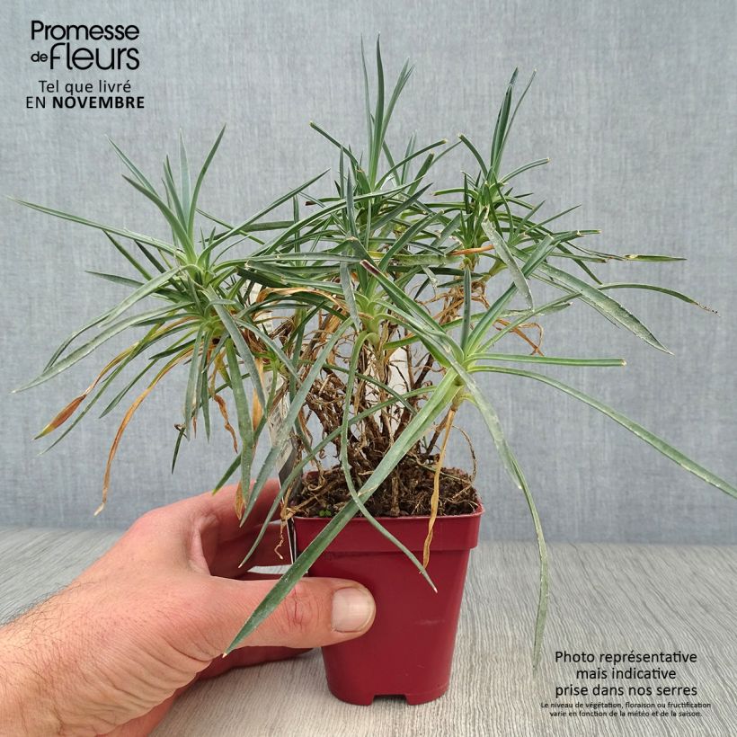 Spécimen de Dianthus plumarius Scent First Memories - Œillet mignardise tel que livré en automne
