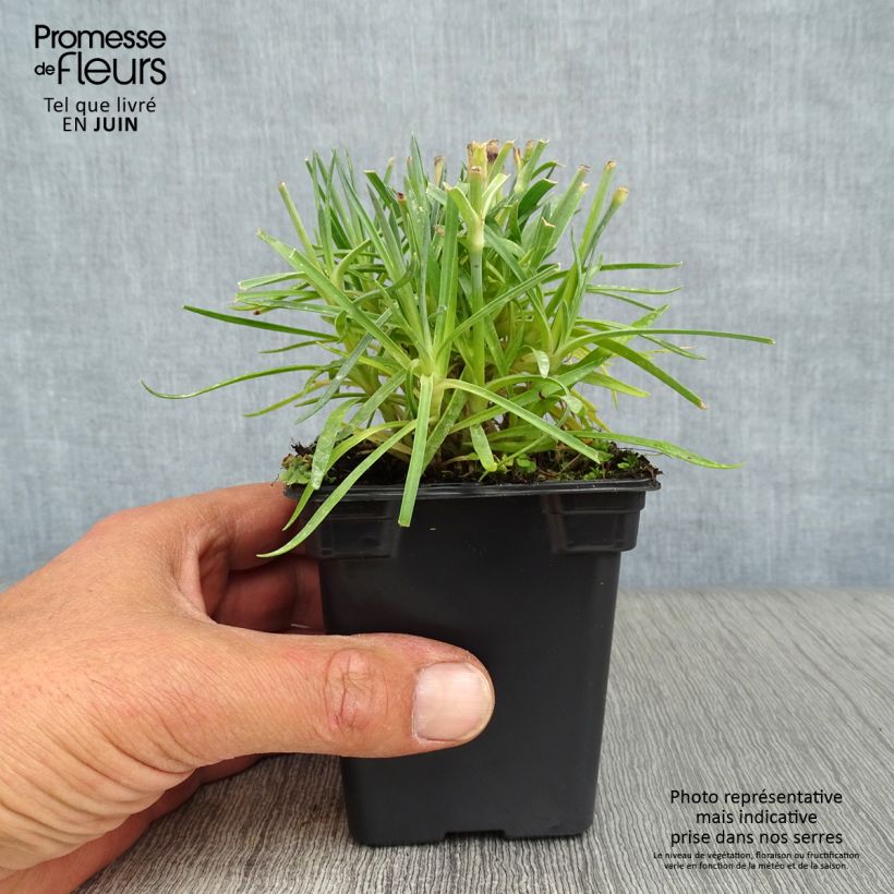 Spécimen de Dianthus plumarius Scent First Memories - Œillet mignardise Godet de 7/8 cm tel que livré en été
