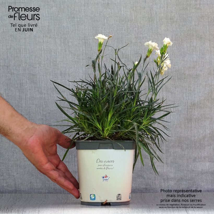Spécimen de Dianthus plumarius Scent First Memories - Œillet mignardise tel que livré en ete
