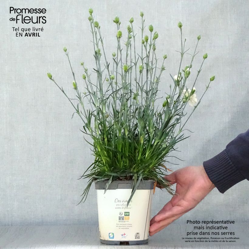 Spécimen de Dianthus plumarius Scent First Memories - Œillet mignardise en pot de 2 litres tel que livré au printemps