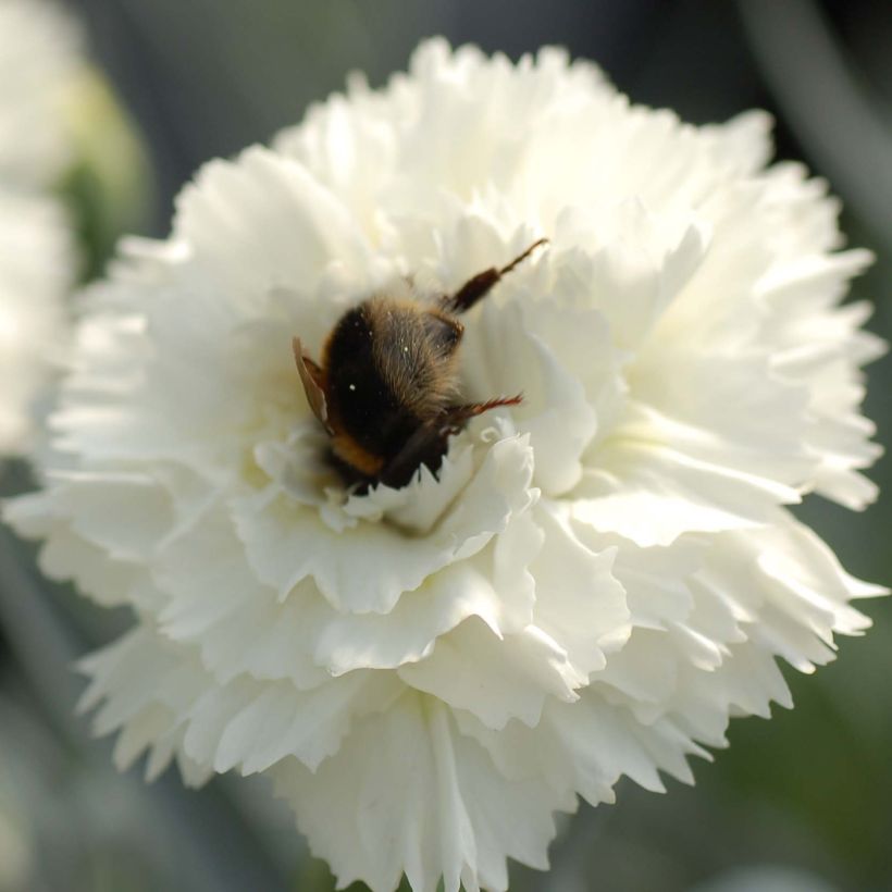 Dianthus plumarius Scent First Memories - Œillet mignardise (Floraison)