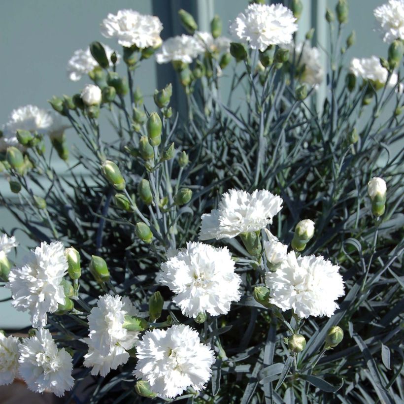 Dianthus plumarius Scent First Memories - Œillet mignardise (Port)