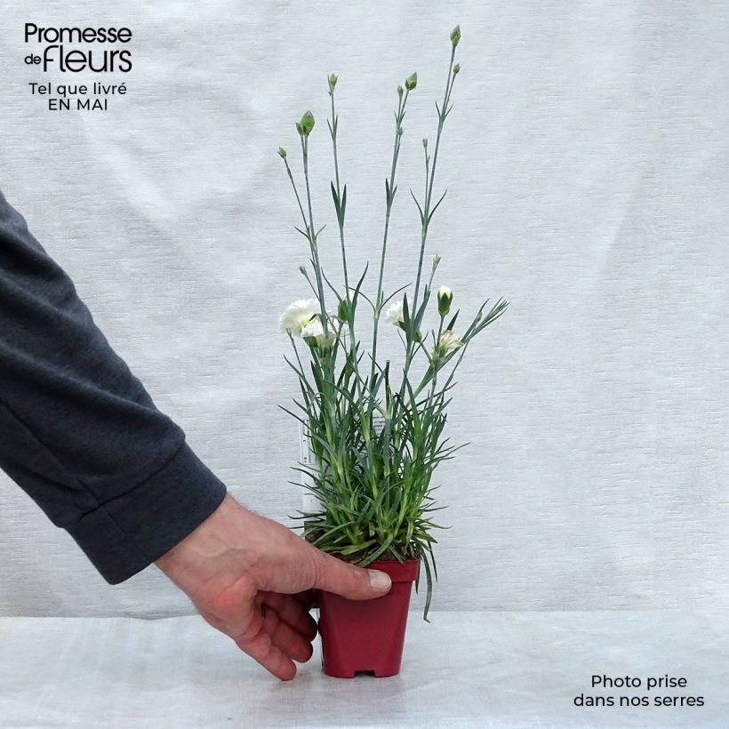 Spécimen de Dianthus plumarius Scent First Memories - Œillet mignardise en godet de 8 cm tel que livré au printemps