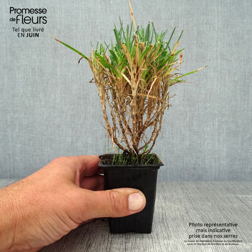 Spécimen de Dianthus plumarius Scent First Raspberry Sundae - Oeillet mignardise Godet de 7/8 cm tel que livré en été