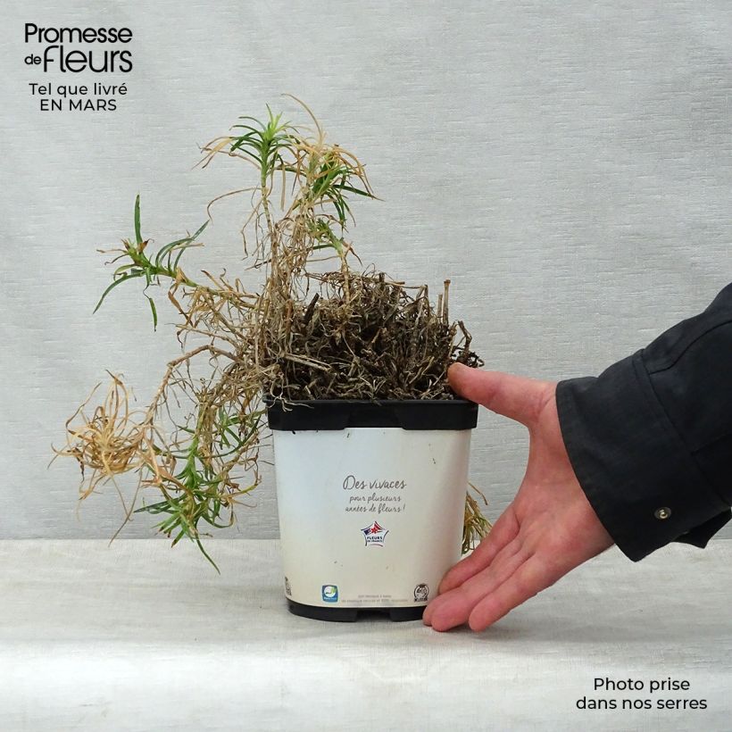 Spécimen de Dianthus plumarius Scent First Raspberry Sundae - Oeillet mignardise en pot de 2 litres tel que livré au printemps