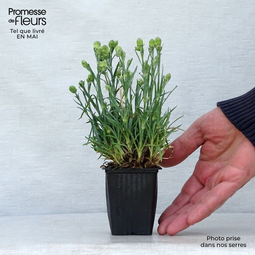 Spécimen de Dianthus plumarius Scent First Raspberry Sundae - Oeillet mignardise en godet de 9 cm tel que livré au printemps