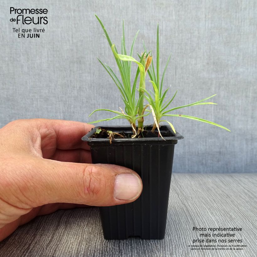 Spécimen de Dianthus plumarius Scent First Romance - Oeillet mignardise Godet de 7/8 cm tel que livré en été