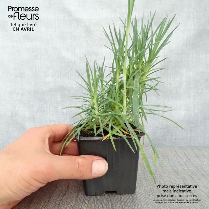 Spécimen de Dianthus plumarius Scent First Romance - Oeillet mignardise en godet de 9 cm tel que livré au printemps