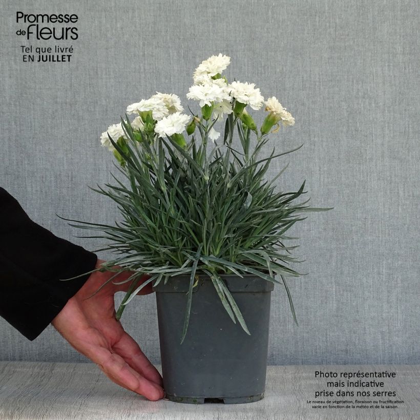 Spécimen de Dianthus plumarius Scent First Romance - Oeillet mignardise Pot de 2L/3L tel que livré en été