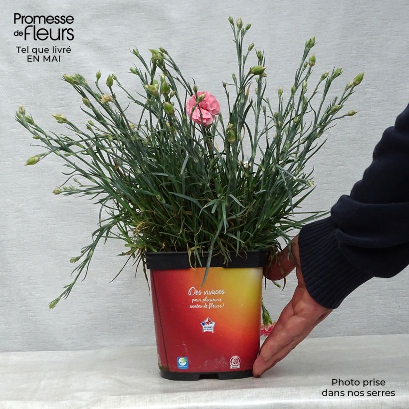 Spécimen de Dianthus plumarius Scent First Romance - Oeillet mignardise en pot de 2 litres tel que livré au printemps