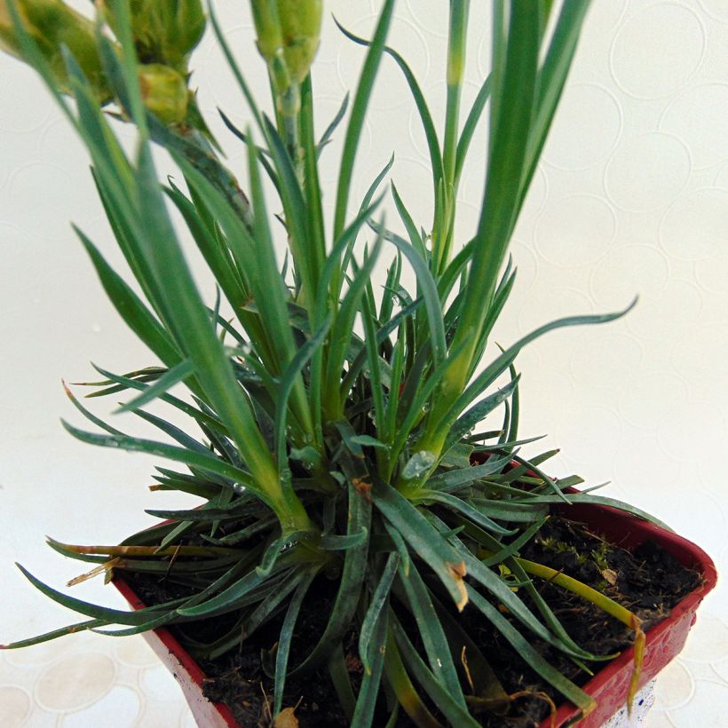 Dianthus plumarius Scent First Romance - Oeillet mignardise (Feuillage)