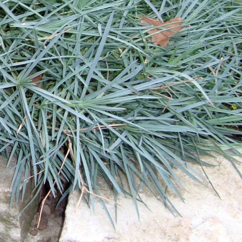 Dianthus plumarius Warden Hybrid -Oeillet mignardise  (Feuillage)