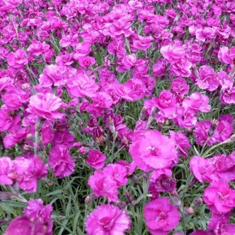 Dianthus plumarius Warden Hybrid -Oeillet mignardise  (Floraison)