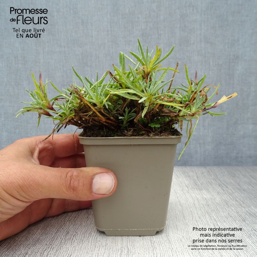 Spécimen de Dianthus plumarius Warden Hybrid -Oeillet mignardise  Godet de 8/9 cm tel que livré en été