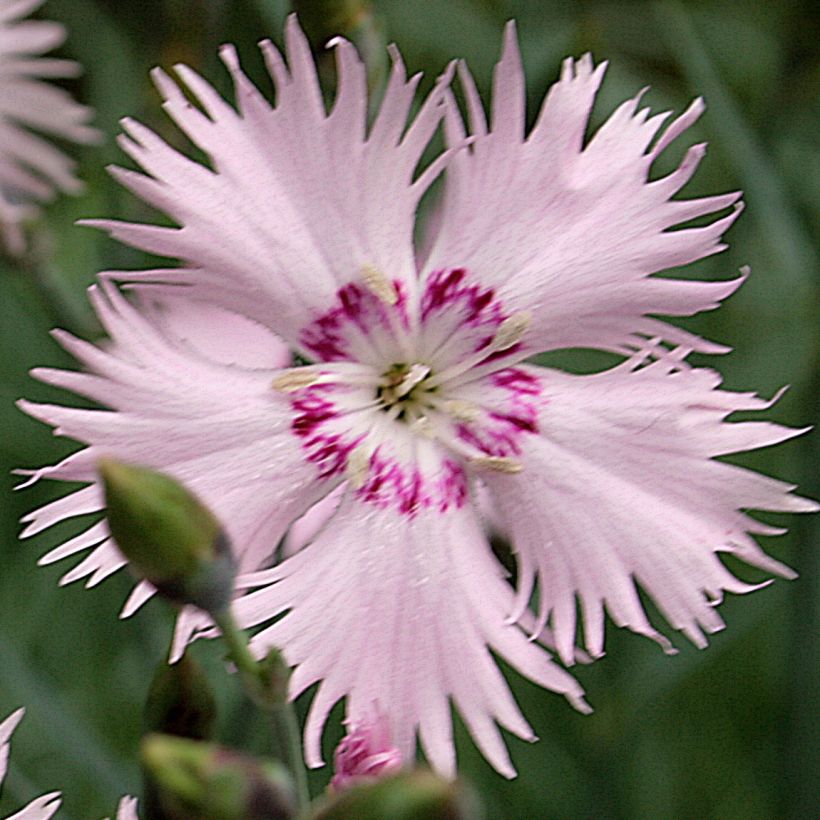 Dianthus spiculifolius, Oeillet (Floraison)