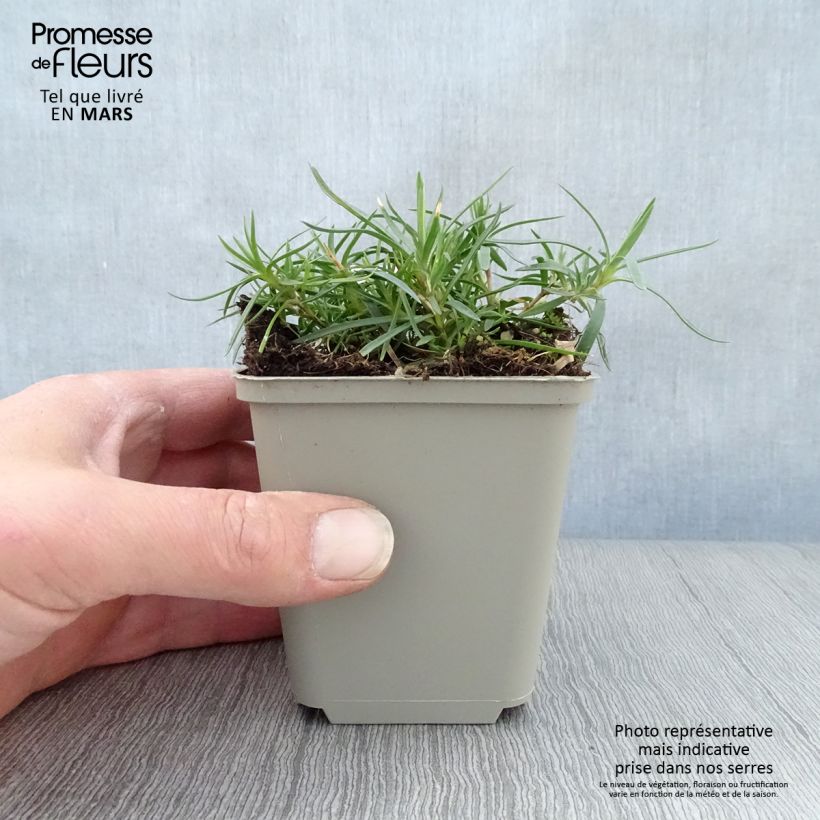 Spécimen de Dianthus spiculifolius, Oeillet Godet de 8/9 cm tel que livré au printemps