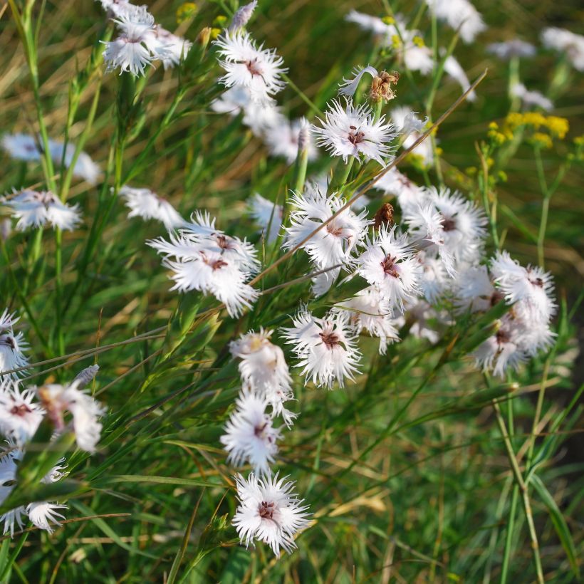 Dianthus superbus - Oeillet superbe (Port)