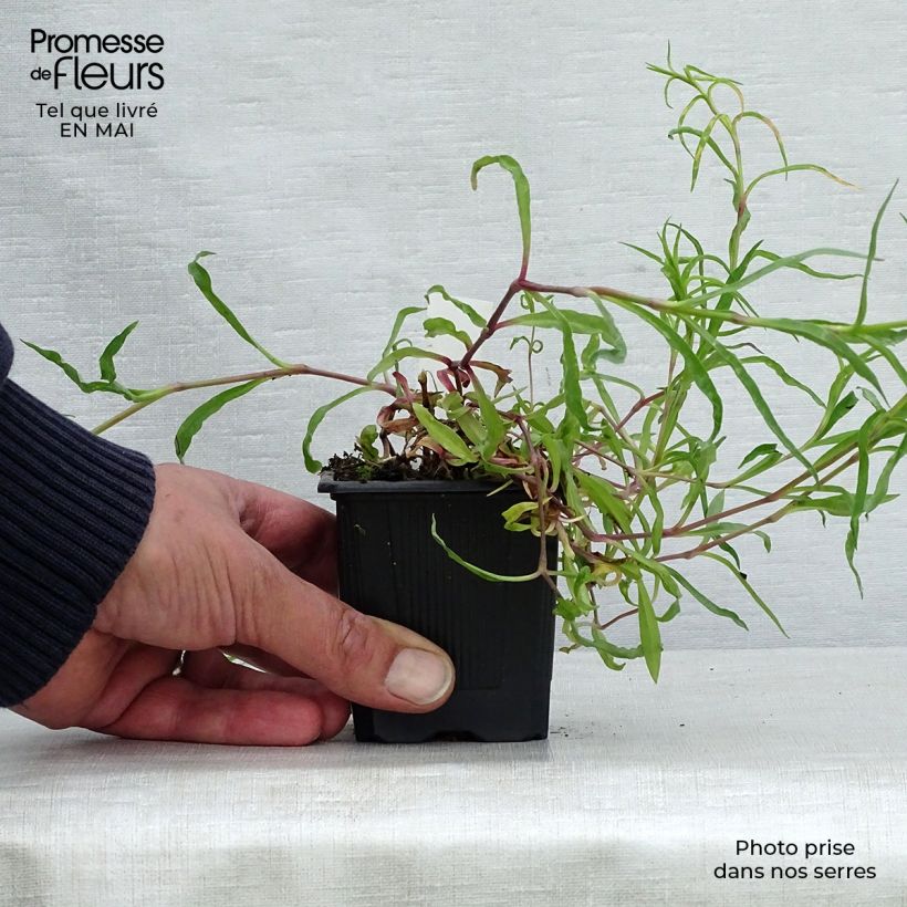 Spécimen de Dianthus superbus - Oeillet superbe Godet de 8 cm tel que livré au printemps