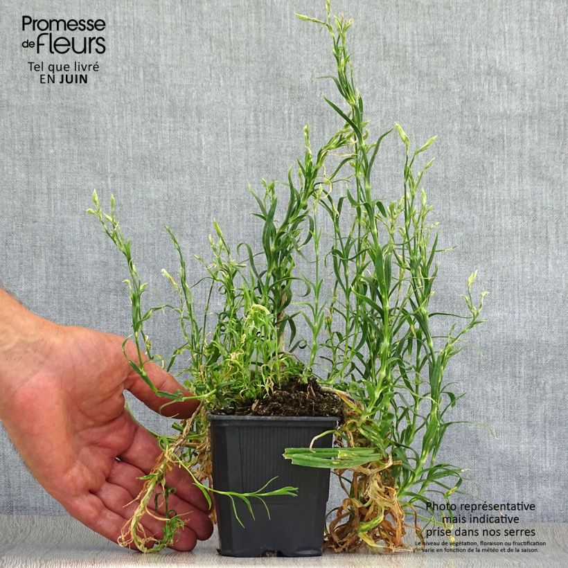 Spécimen de Dianthus superbus - Oeillet superbe Godet de 8/9 cm tel que livré en été