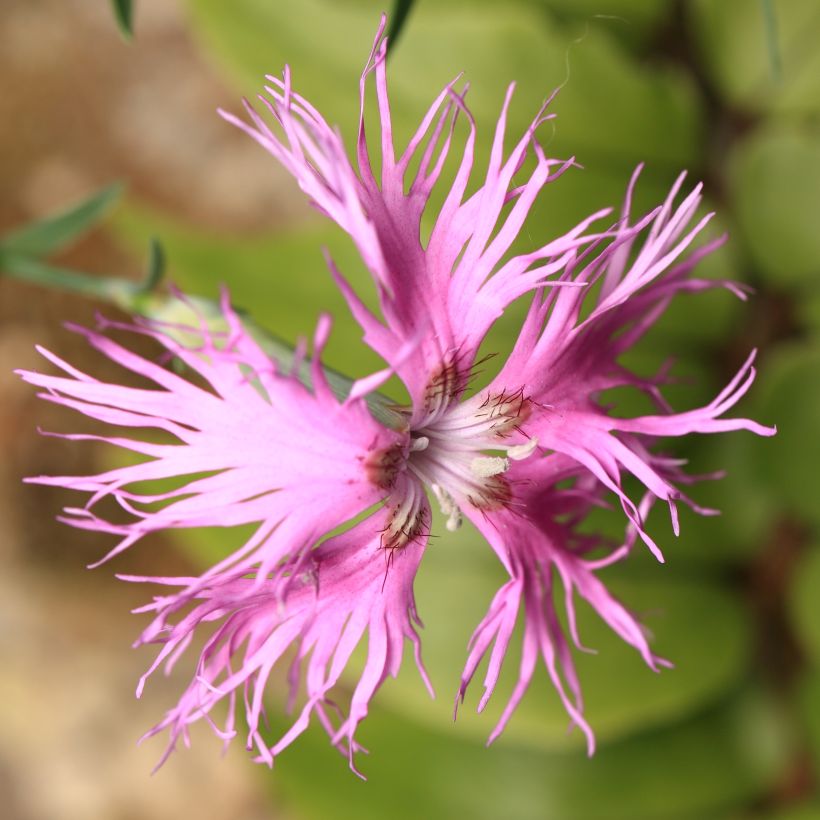 Dianthus superbus Primadonna - Oeillet superbe (Floraison)