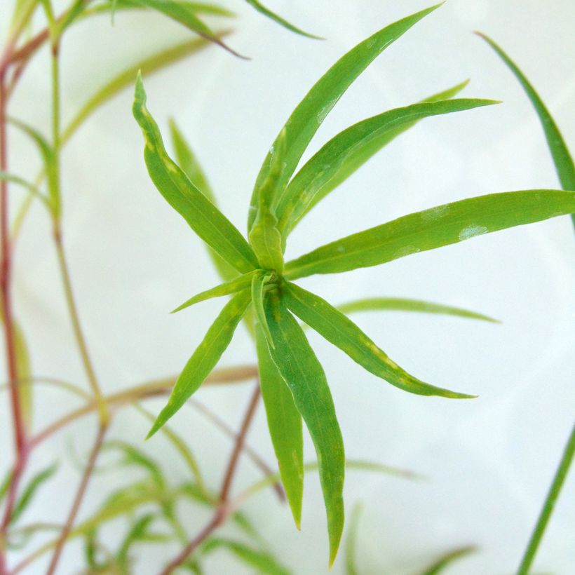 Dianthus superbus Primadonna - Oeillet superbe (Feuillage)