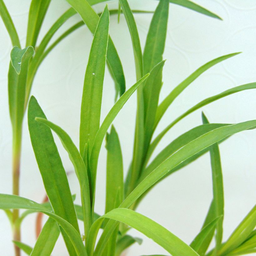 Dianthus superbus - Oeillet superbe (Feuillage)