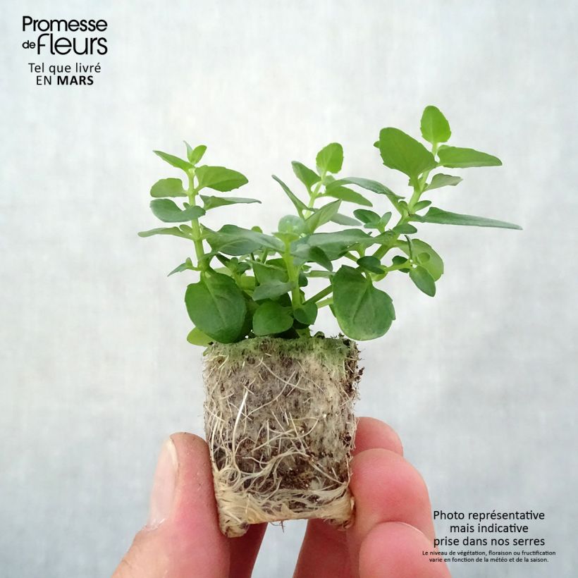Spécimen de Diascia Breezee Plus Pink Mini-motte 2,5 cm tel que livré au printemps
