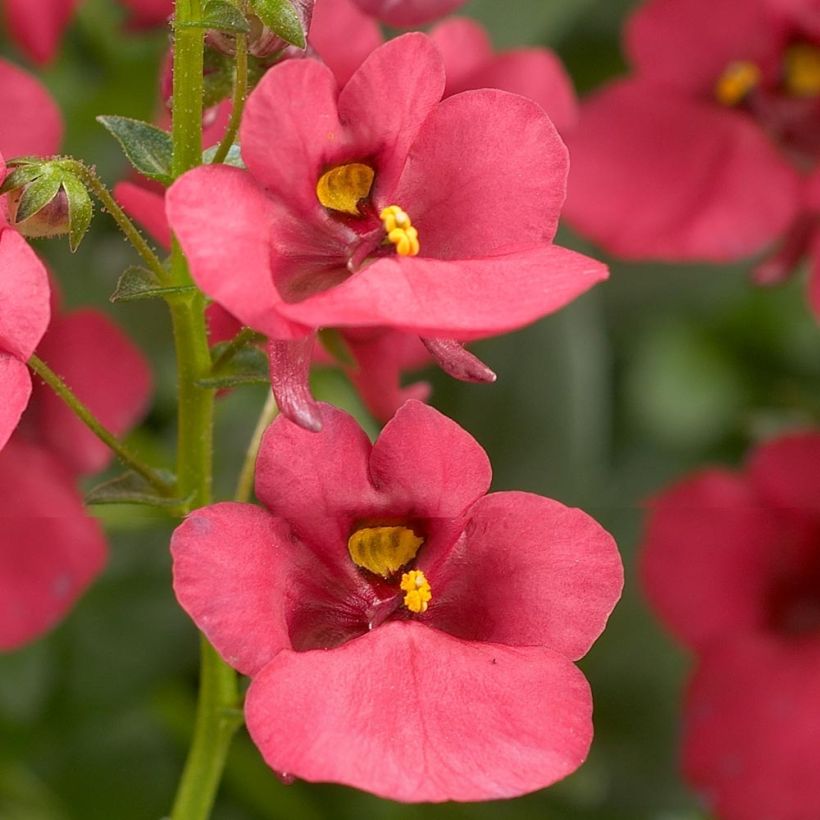 Diascia Genta Ruby Mini-mottes (Floraison)
