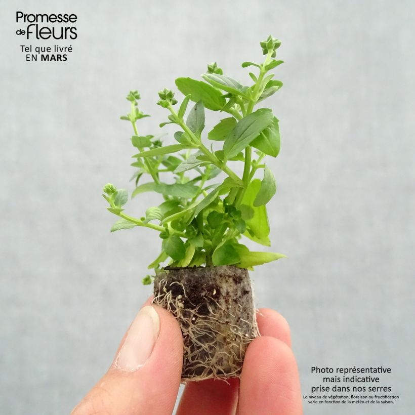 Spécimen de Diascia Genta Ruby Mini-mottes Mini-motte 4 cm tel que livré au printemps